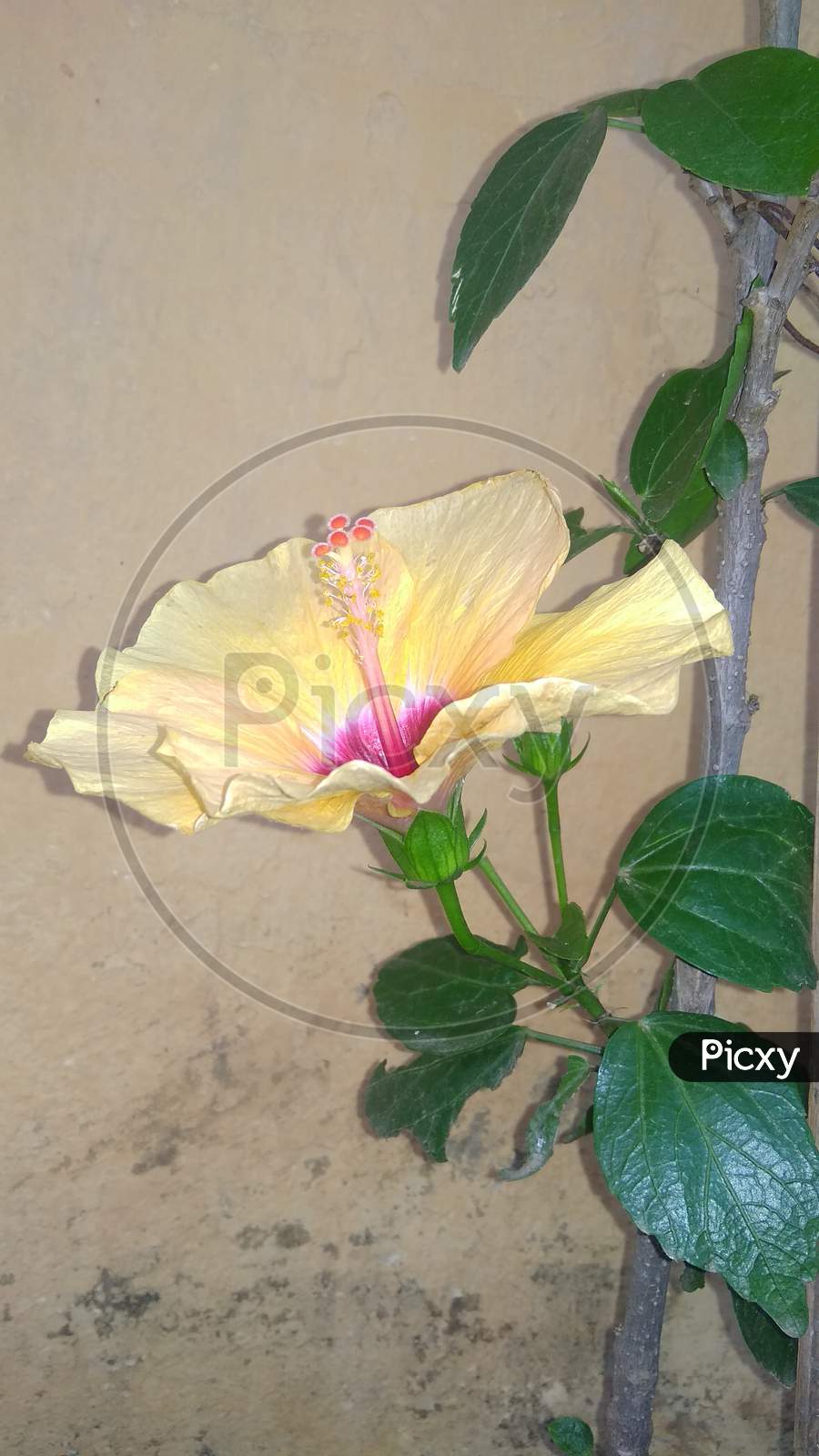 Chinese hibiscus yellow morning glory flowering plant close up image