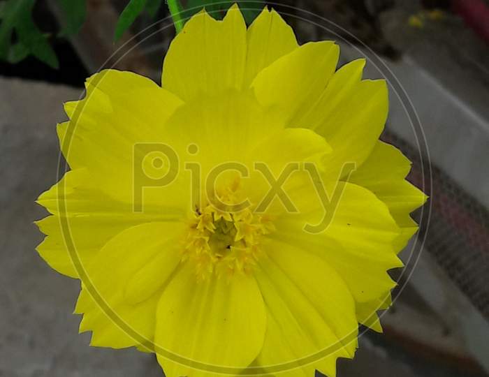 Beautiful  Yellow flower