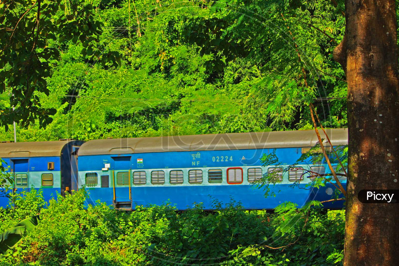 A train in a green forest