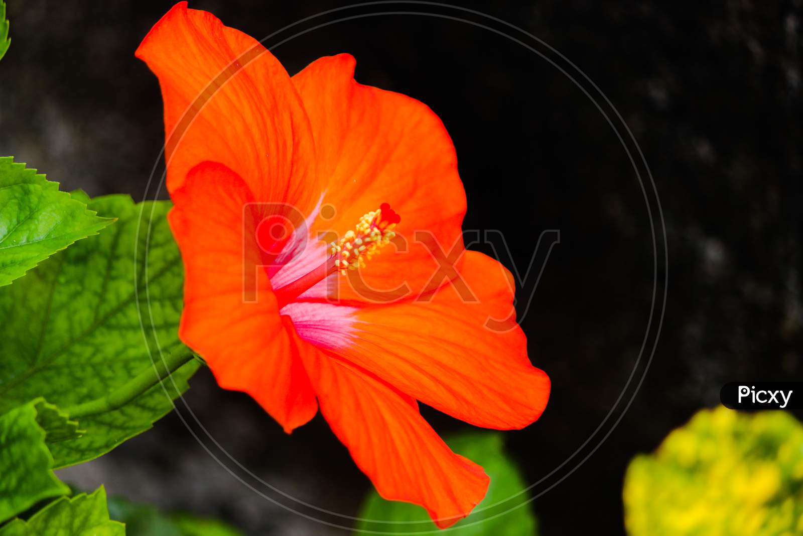 Young,Bright,Pure Orange Flower Shining In The Sun