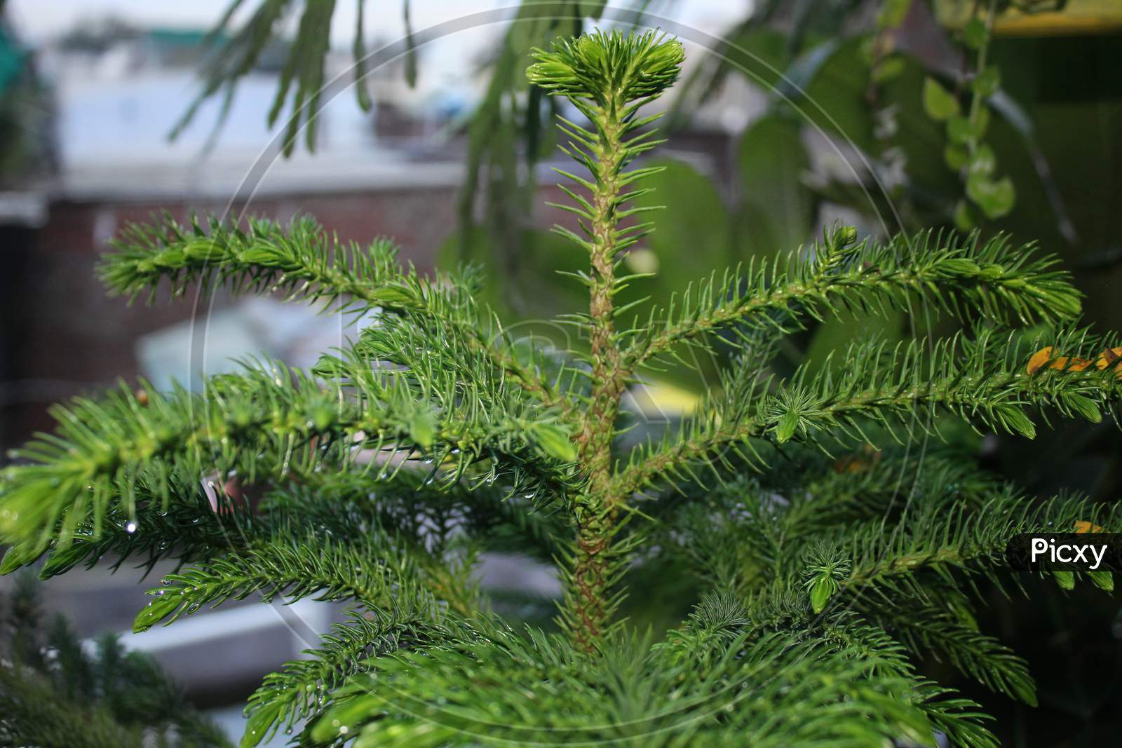 Christmas Tree, Araucaria Heterophylla, Norfolk Island Pine, Implies Natural Growing In An Organic Home Garden.