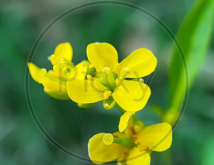 Yellow Mustard Flower On Green Trees And Green Background, It Is A Farming Land.