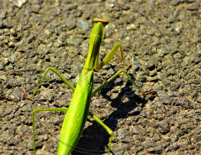 Selective focus grasshopper