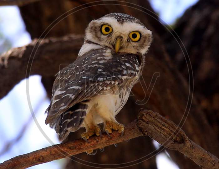 Owl Sits In A Tree In Ajmer In The Indian State Of Rajasthan On 23 April 2020.