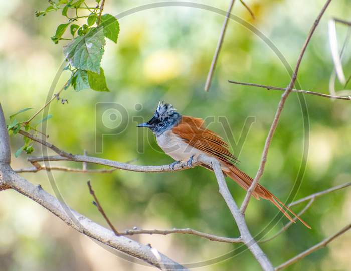 Indian Paradise Fly Catcher (Apfc,Terpsiphone Paradisi) Bird Sitting On Tree With Isolated Green Background