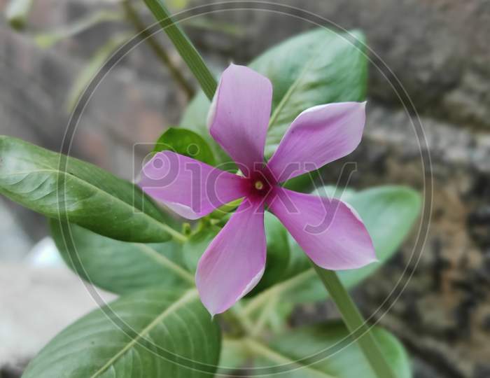 Periwinkle Plant With Pink Flowers, Selective Focus