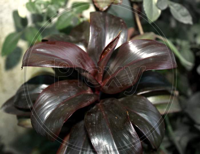 Red Dracaena Reflexa, Angustifolia, ,D.Marginata, Asparagaceae Plant Nature,Growing In An Organic Home Garden.