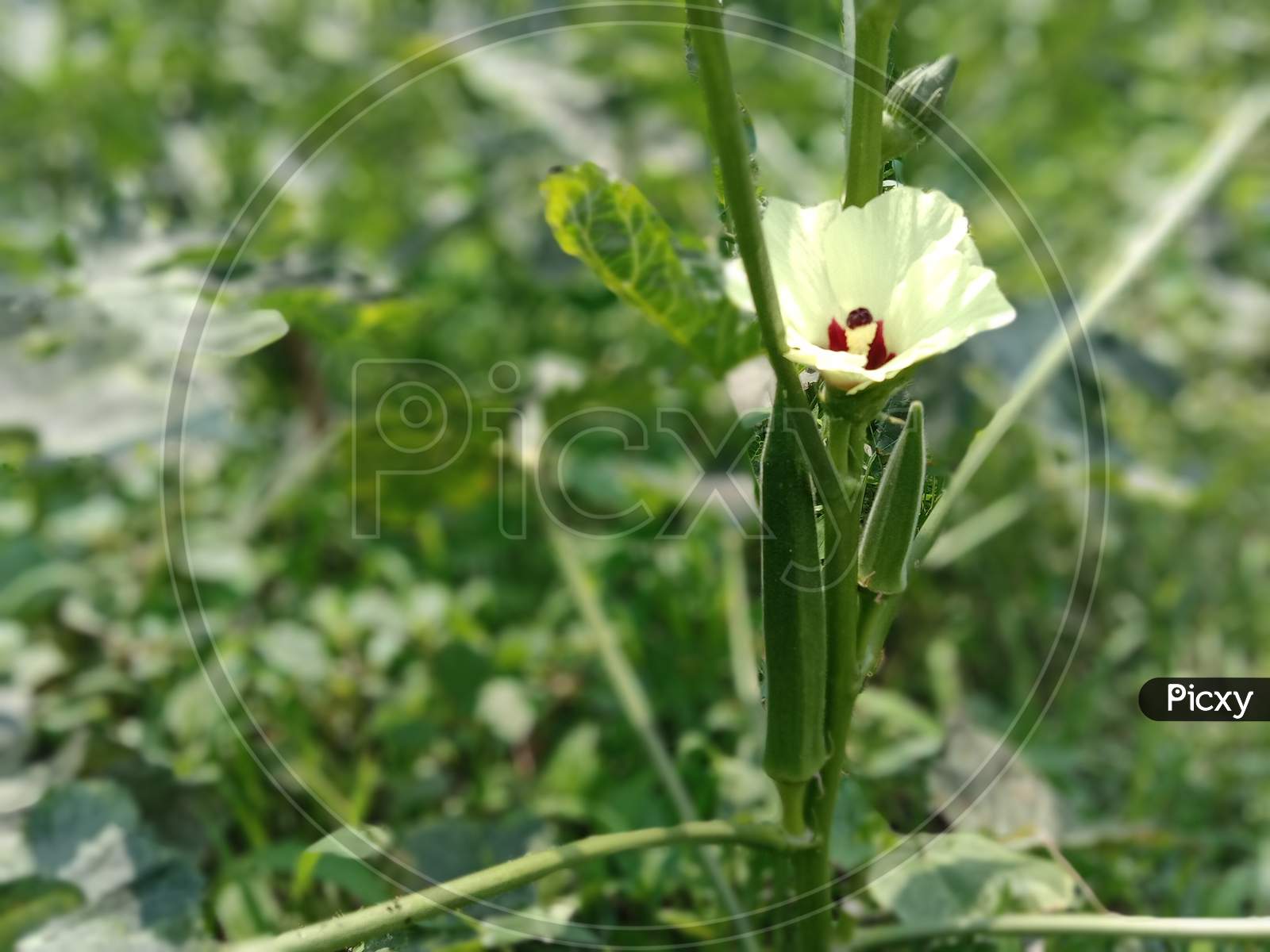 image of a healthy and fresh vegetable called as lady finger.