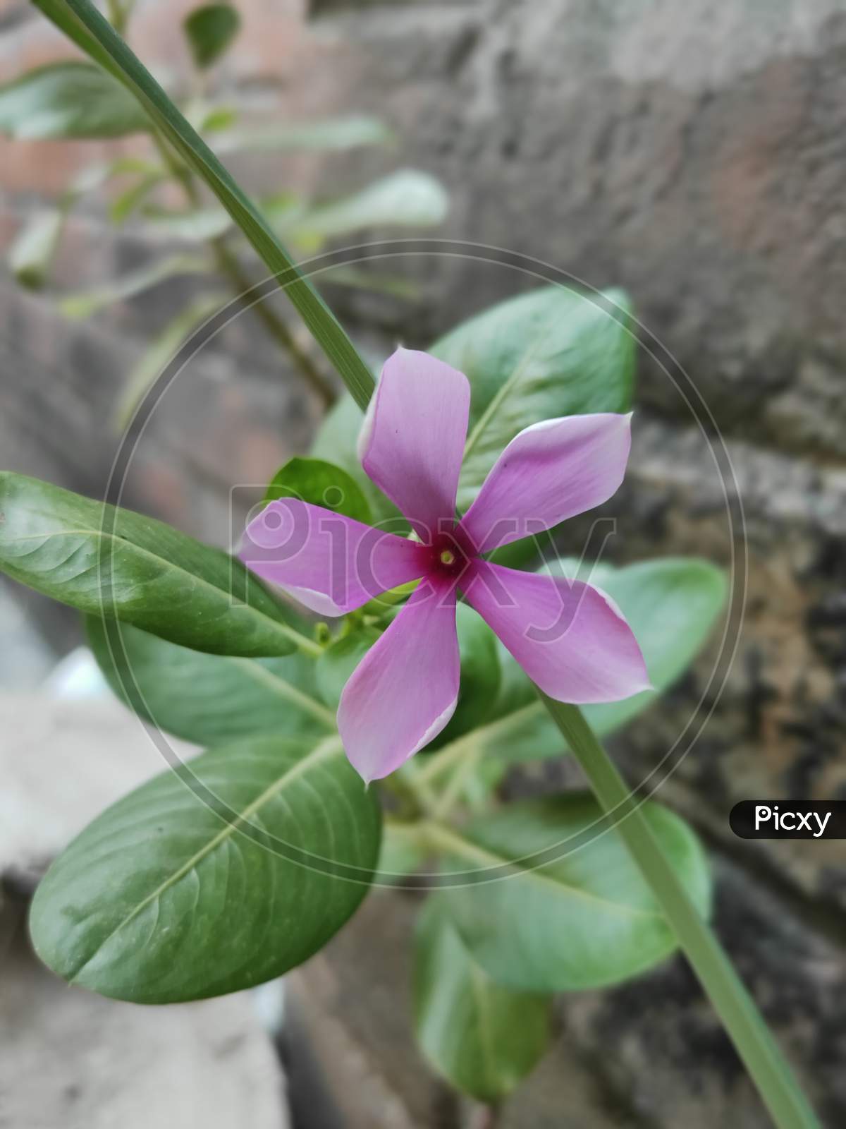 Periwinkle Plant With Pink Flowers, Selective Focus