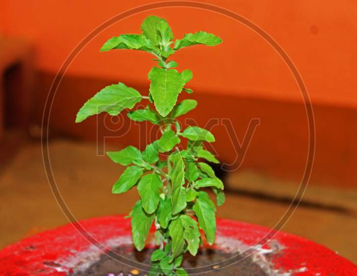 A selective focused tulsi plant