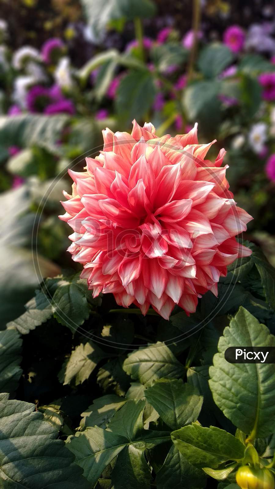 Beautiful Dahlia Flower. A Genus Of Bushy, Tuberous, Herbaceous Perennial Plants Native To Central America. Its Garden Relatives Include The Sunflower, Daisy, Chrysanthemum, And Zinnia.