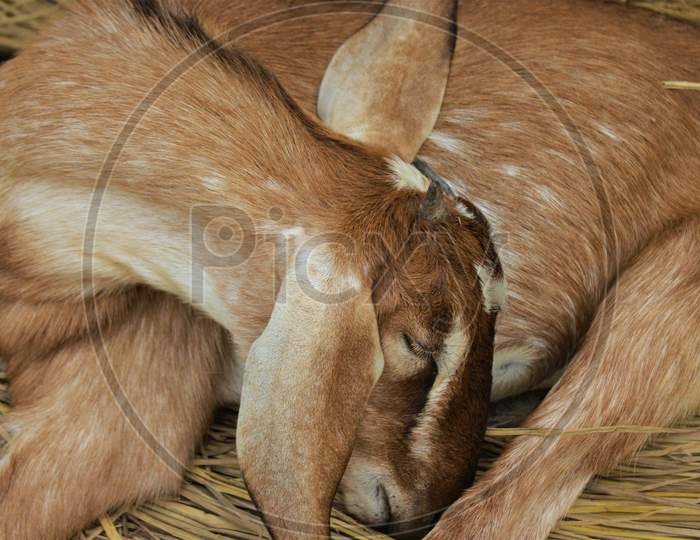 Goat Sleeping Relaxing In His Own Comfort Of Straws