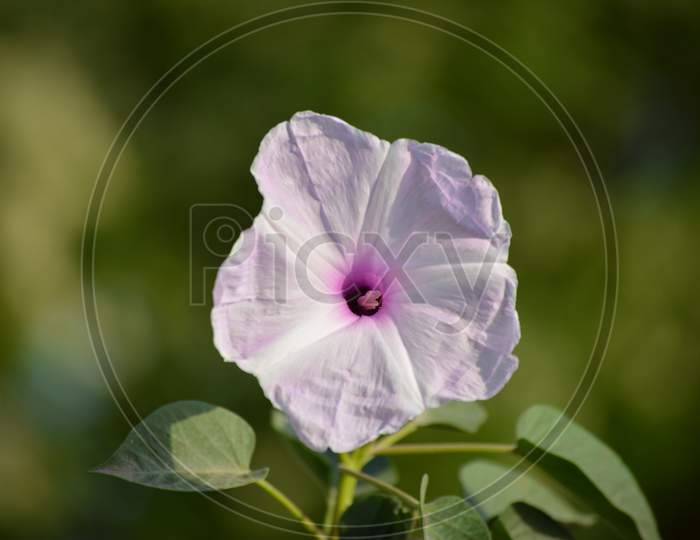 Pink morning glory or Ipomoea carnea flowers in the garden