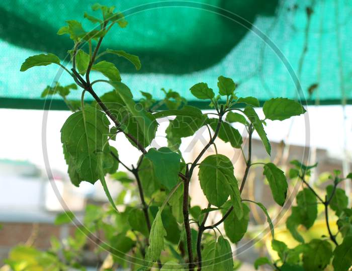 Herb Fresh Organic Sweet Basil Plant, Ocimum Basilicum, Green Nature,Growing In An Organic Home Garden.