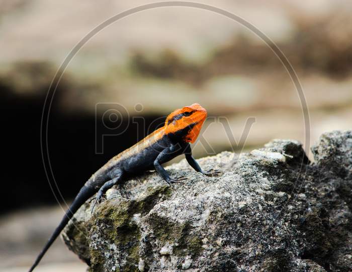 An Orange Headed Lizard Standing And Giving A Handsome Pose Into The Camera