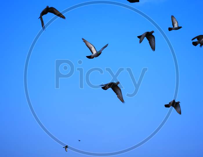 Domestic pigeons / feral pigeon  flock in flight against Blue sky