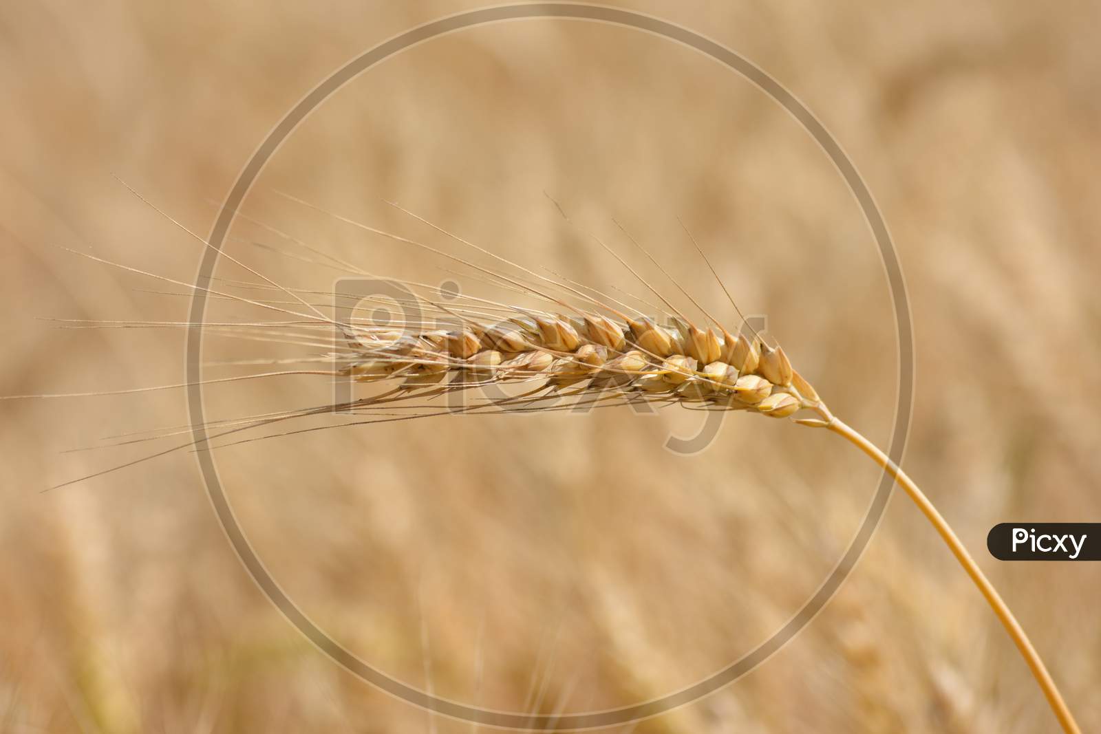 Closeup of ears of golden wheat on the field