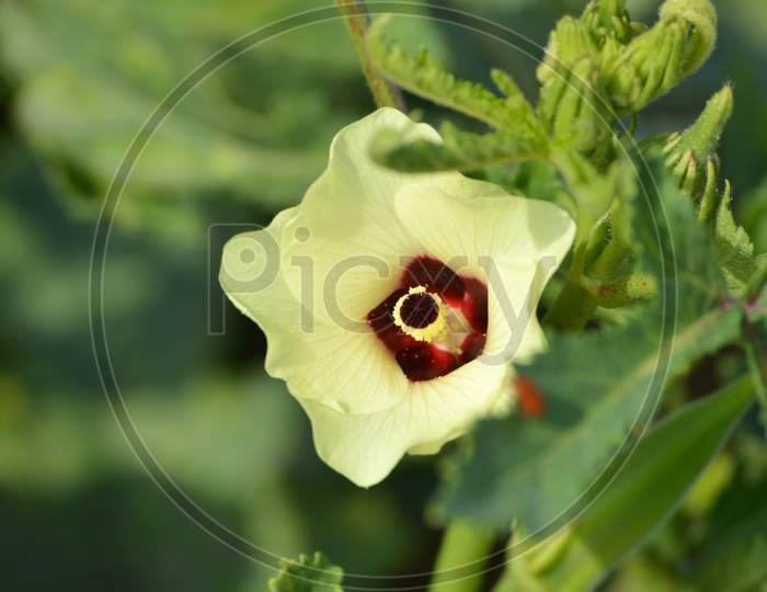 Okra or Abelmoschus esculentus flower