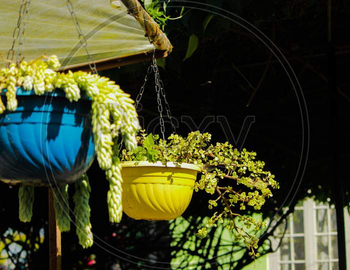 Gardening Ideas With A Yellow Bucket Hanging In The Courtyard