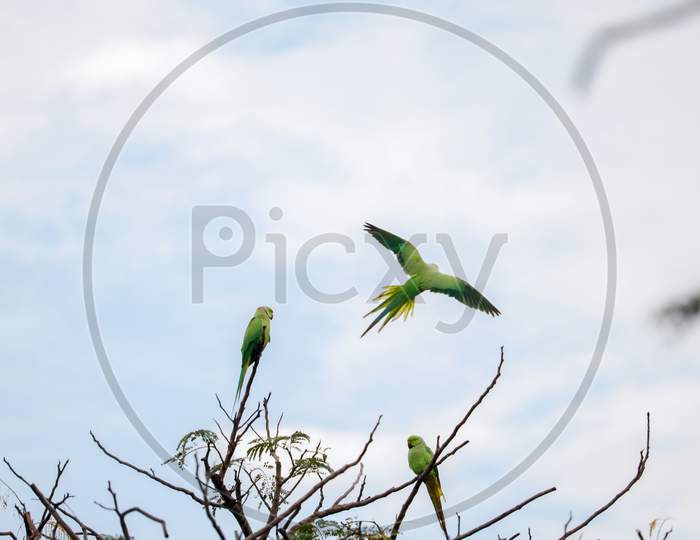 Two parrot's are in tree and one in Air. shallow depth in field, sky background blur with some noise