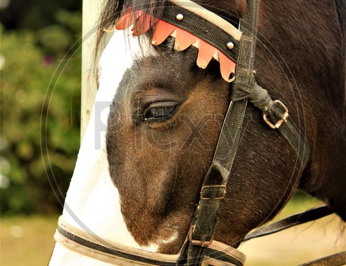 A Hairy Horse With A Brown Face Looking Down