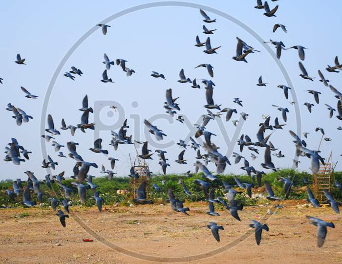 Domestic pigeons / feral pigeon  flock in flight against Blue sky
