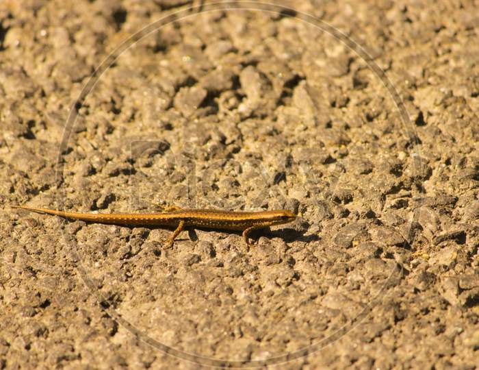 Tiny lizard