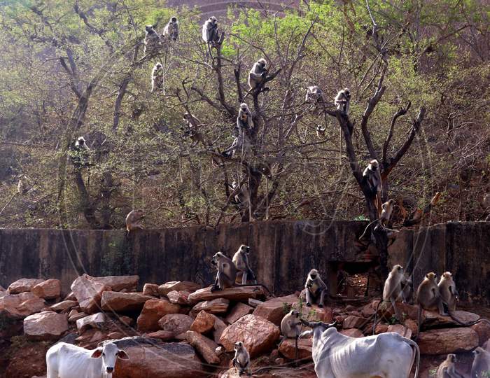 A Group Of Langur Monkeys Sit On The Branches Of A Tree In Pushkar, Rajasthan, India On 25 April 2020.