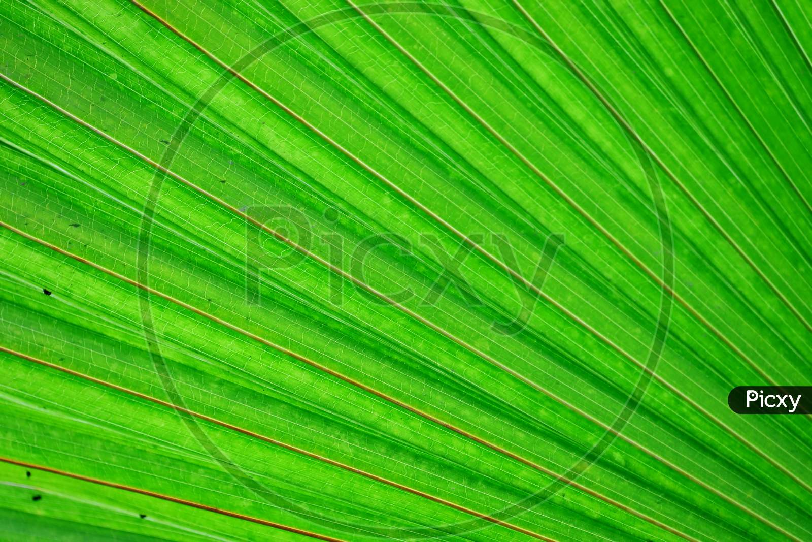 palm leaf background theme