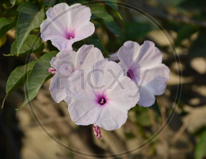 Pink morning glory or Ipomoea carnea flowers in the garden