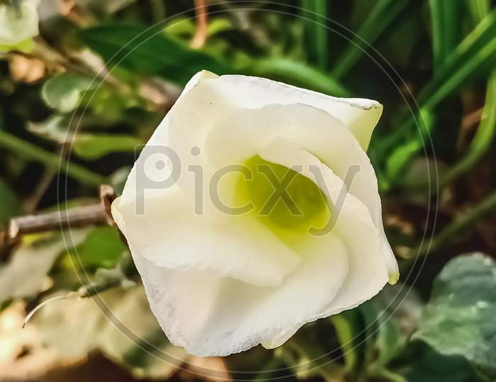 White casbela thevetia flower