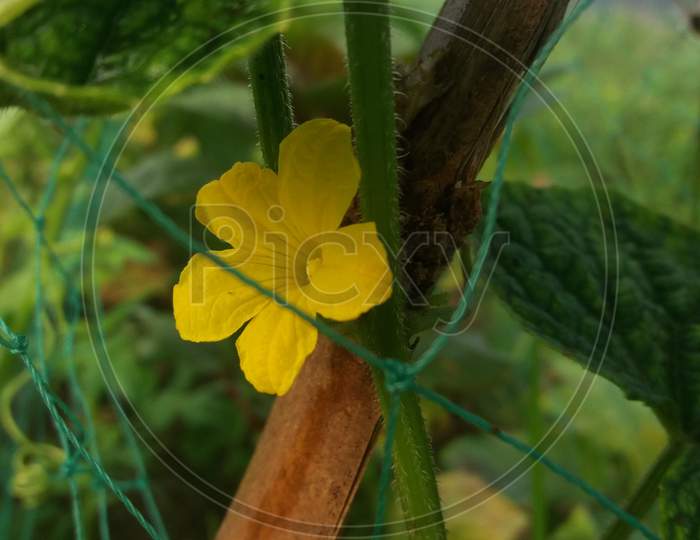 the beauty of yellow flower