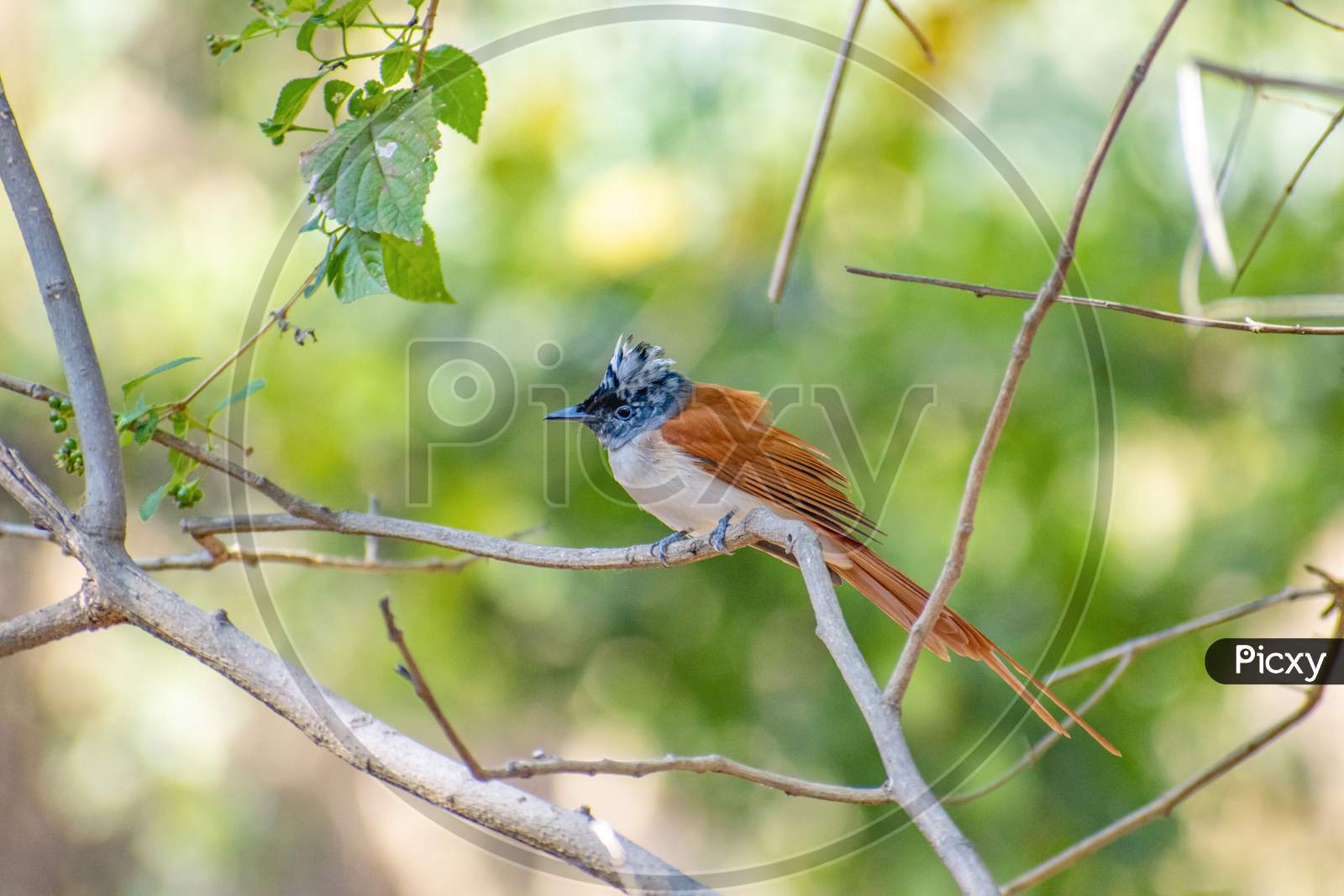 Indian Paradise Fly Catcher (Apfc,Terpsiphone Paradisi) Bird Sitting On Tree With Isolated Green Background