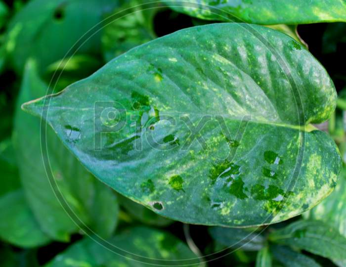 Green Leaves Of Money Plant, Heart Shape Leaf Growing In An Organic Home Garden