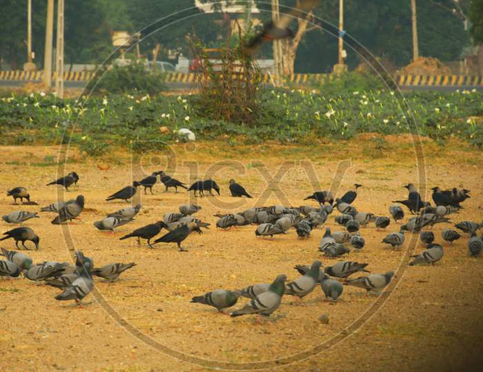 Domestic pigeons / feral pigeon  flock