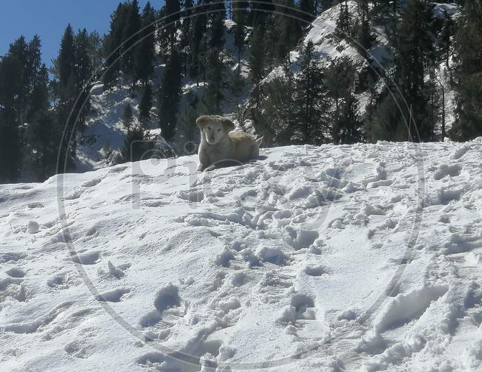 Snowy dog on snow