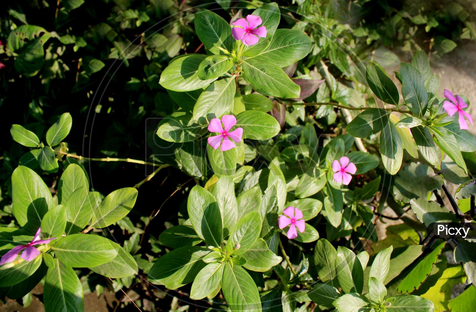 Vinca Rosea, Sadabahar Flower Plant Blooming In An Organic Home Garden