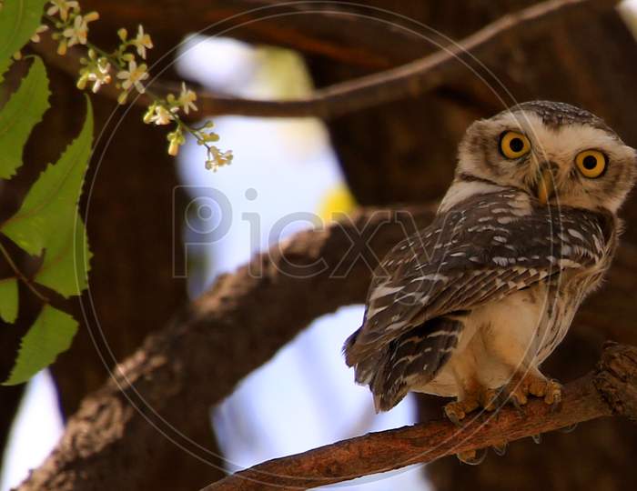 Owl Sits In A Tree In Ajmer In The Indian State Of Rajasthan On 23 April 2020.