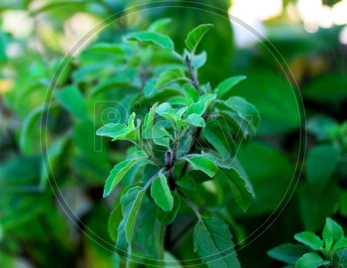 Herb Fresh Organic Sweet Basil Plant, Ocimum Basilicum, Green Nature,Growing In An Organic Home Garden.