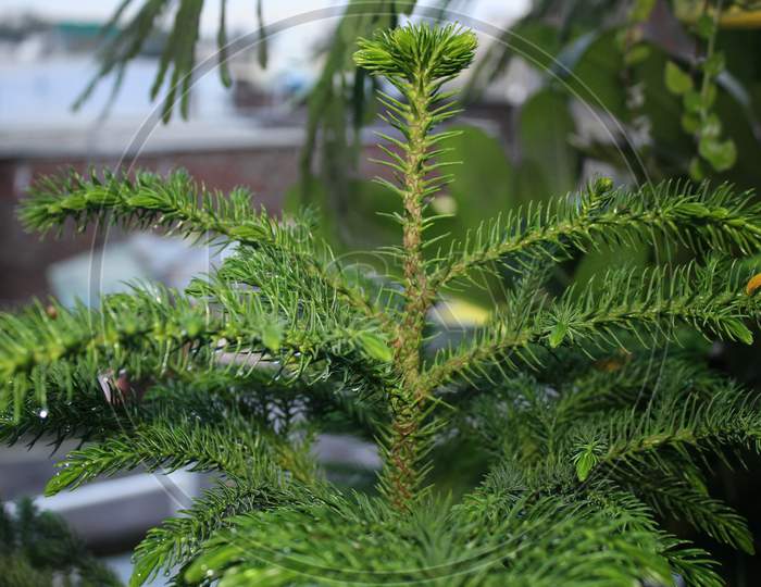 Christmas Tree, Araucaria Heterophylla, Norfolk Island Pine, Implies Natural Growing In An Organic Home Garden.