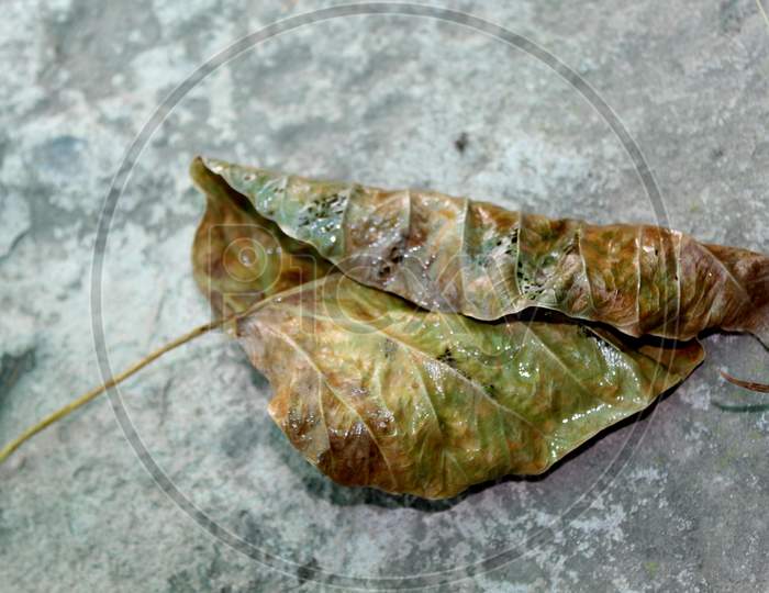 Dry Leaf Of Ficus Religiosa Tree, Buddha Tree, Summer Effect On Leaves Fall In Season