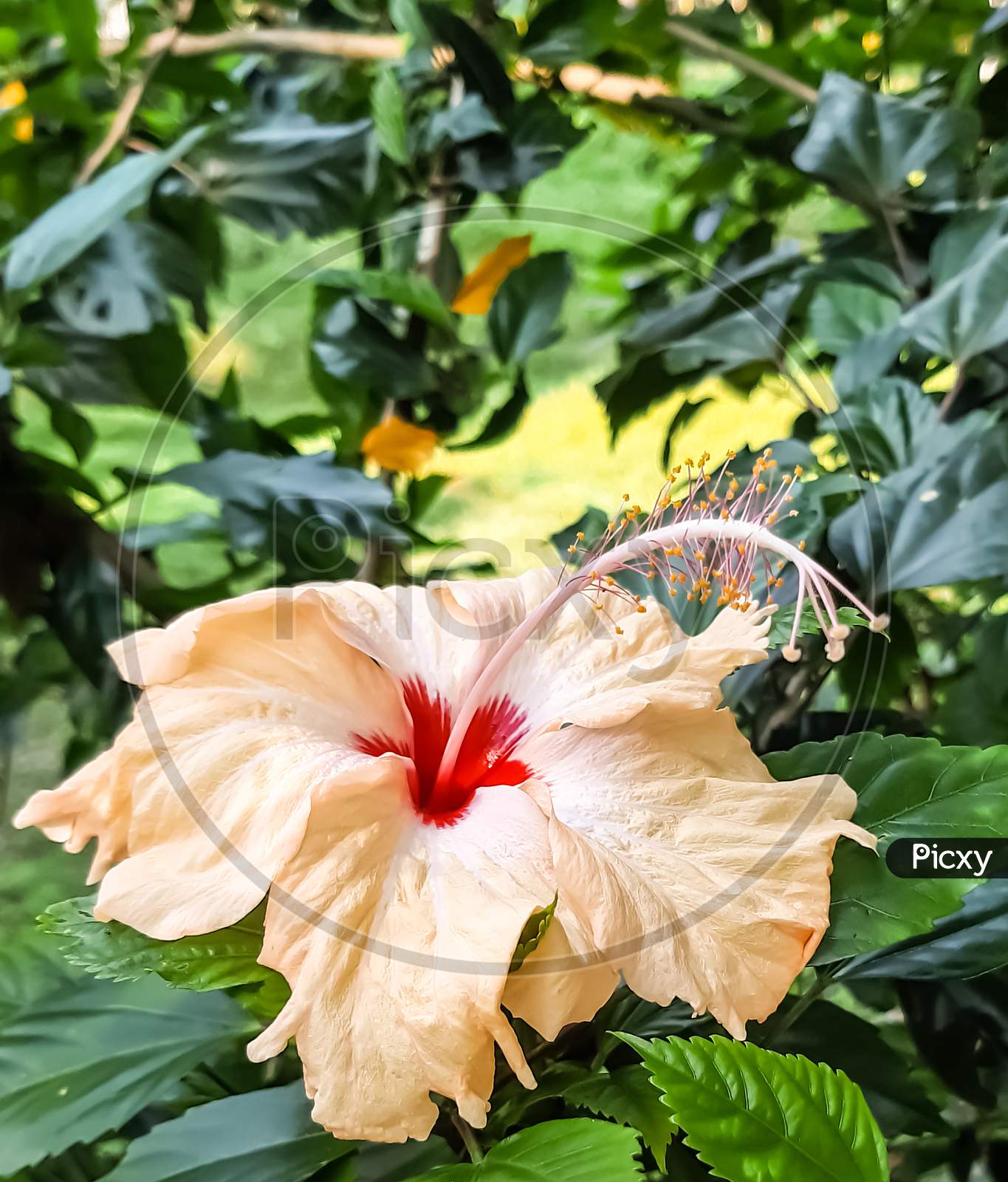 Hibiscus Is A Genus Of Flowering Plants In The Mallow Family, The Genus Is Quite Large.