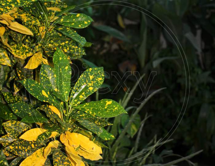 Golddust C, Codiaeum Variegatum, Variegated Croton, Euphorbiaceae Plant Nature, Growing In An Organic Home Garden.