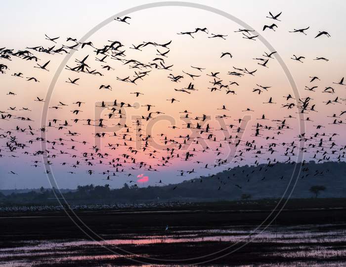 A Group Of Greater Flamingo (Phoenicopterus Roseus) Flying Near A Water Body At Sunset With Beautiful Orange Background In Bhigwan,Maharashtra,India.