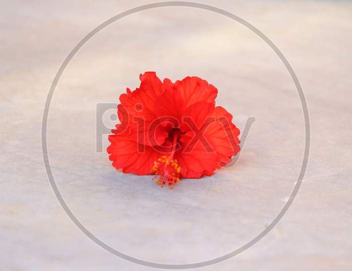 theme of hibiscus flower on the marble