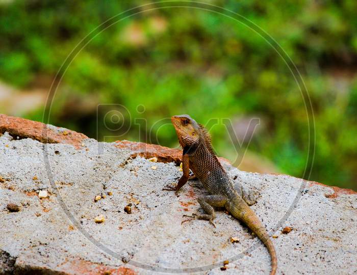 A Handsome Lizard Standing And Giving A Handsome Pose Into The Camera