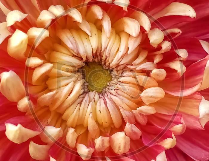 Micro image of dahelia flower