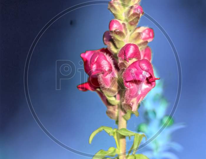 Pink flower plant
