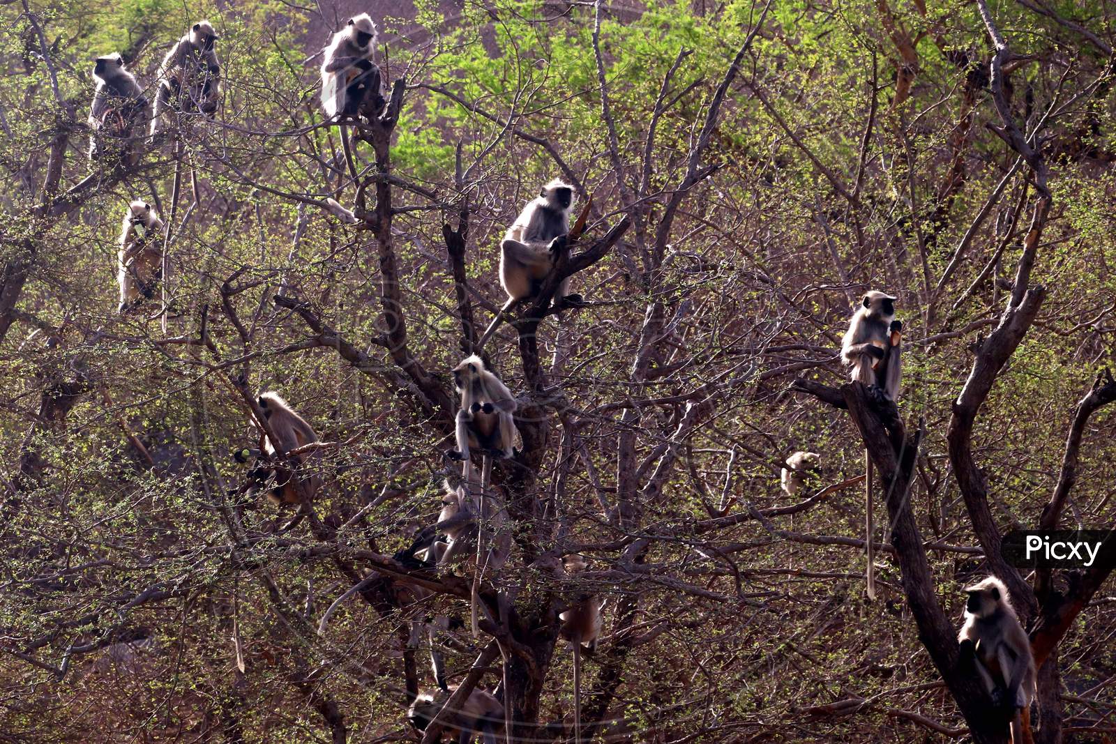 A Group Of Langur Monkeys Sit On The Branches Of A Tree In Pushkar, Rajasthan, India On 25 April 2020.