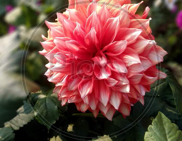 Beautiful Dahlia Flower. A Genus Of Bushy, Tuberous, Herbaceous Perennial Plants Native To Central America. Its Garden Relatives Include The Sunflower, Daisy, Chrysanthemum, And Zinnia.